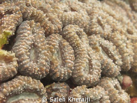 Macro shot for Hard coral at RED SEA - YANBU by Saleh Kheraiji 