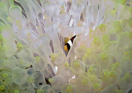 Bed of Anemone, maybe I can write a song about it=:) by Bernard Maglana 