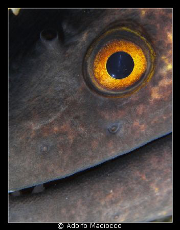 Moray Close -up by Adolfo Maciocco 