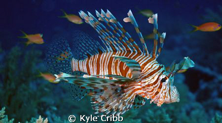 Lionfish.  This guy would let you photograph him all day. by Kyle Cribb 