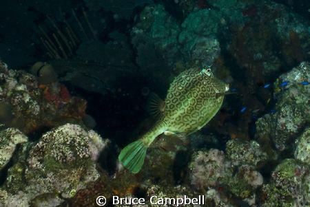 Trunk fish at the "Indians".  Just off the coast of Pelic... by Bruce Campbell 