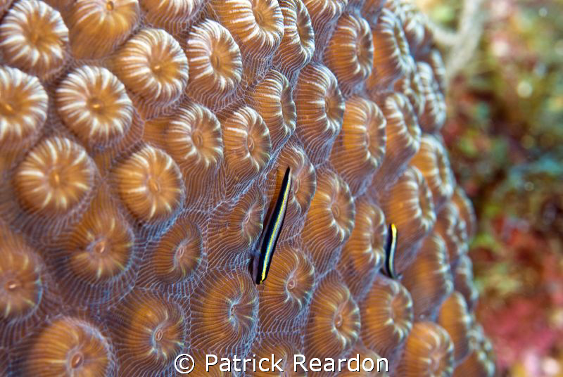 Sharknose goby on coral.  Love the "3D" effect of the cor... by Patrick Reardon 
