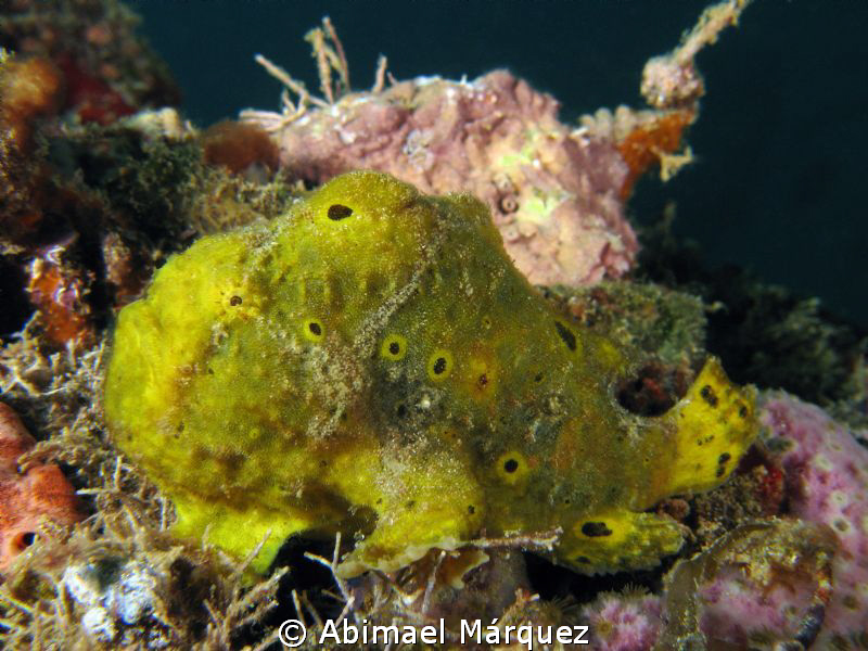 Frogfish-2 by Abimael Márquez 