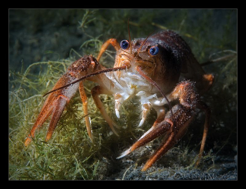 European crayfish by Aleksandr Marinicev 