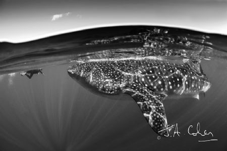Whale Shark by Julian Cohen 