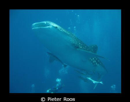baby whale shark, (±4 meter) by Pieter Roos 