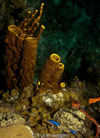 Yellow sponges with blue Chromis by Bruce Campbell 