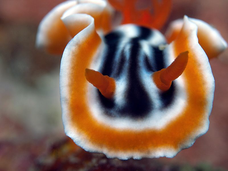 the nice chromodoris from the philippines by Henry Jager 