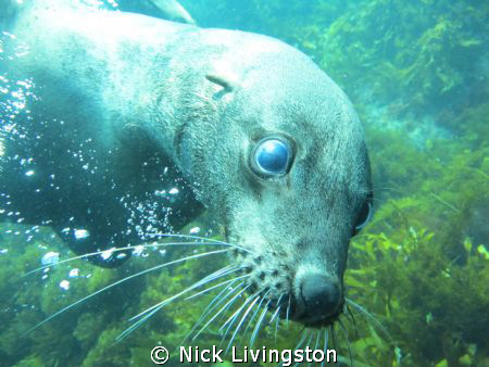 Photo taken at 10th Island seal colony in Bass Strait. by Nick Livingston 