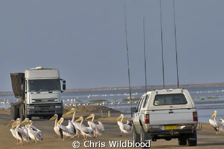 Pelican crossing! by Chris Wildblood 