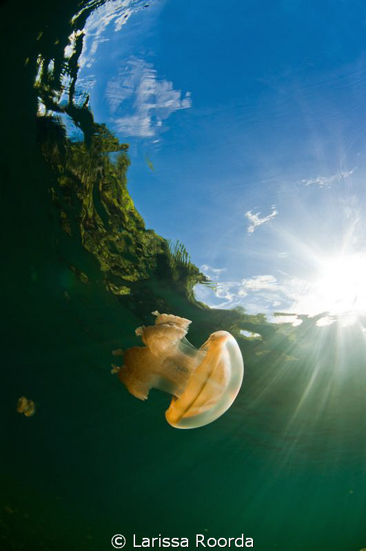 Morning sun at Jellyfish Lake, Palau.  Such a unique and ... by Larissa Roorda 