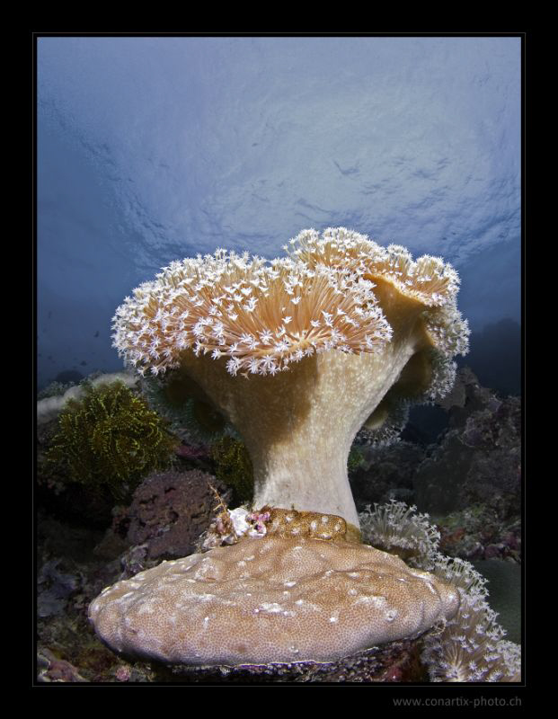 "Octocorals"

 by Henry Jager 