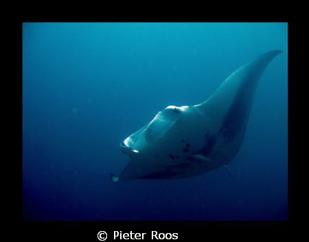 Giant Manta, passing by by Pieter Roos 