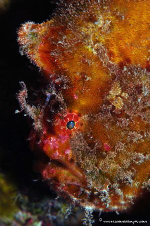 Pez sponge, Antennarius nummifer, is located on rocky sub... by Hugo Masaryk 