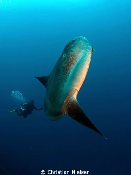 Mola mola with my divemaster. Big boy (the fish). Olympus... by Christian Nielsen 