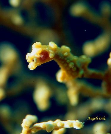 Yellow Pygmy Seahorse. Canon EOS300 with 100mm micro lens... by Angeli Lok 