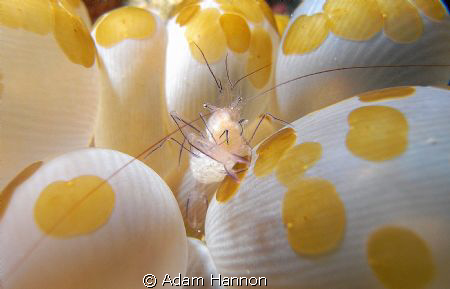 Cute Little shrimp. Luckily this one seemed to want its p... by Adam Hannon 