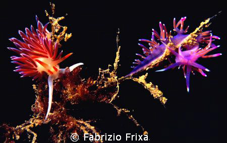Two different species of nudibranchs Cratena peregrina an... by Fabrizio Frixa 