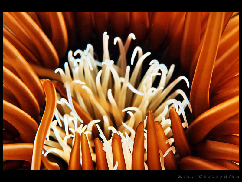 Anemone closeup by Rico Besserdich 