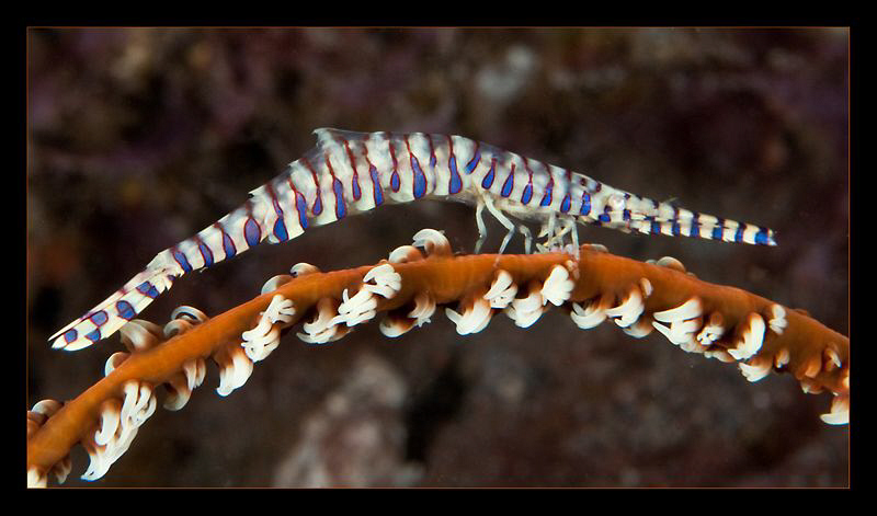 Sawblade shrimp by Charles Wright 