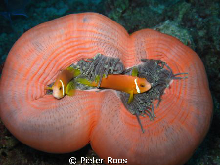clownfish, mving around in there anamone by Pieter Roos 