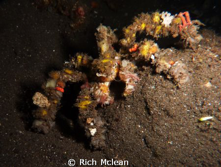 A decorator crab on a Komodo night dive by Rich Mclean 