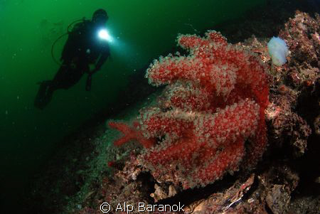 Red soft corals from Marmara Island. Taken with Nikon D80... by Alp Baranok 