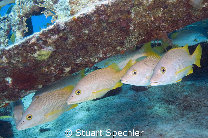 Here's lookin' at you kid.  Wary fish in the Caribbean. by Stuart Spechler 