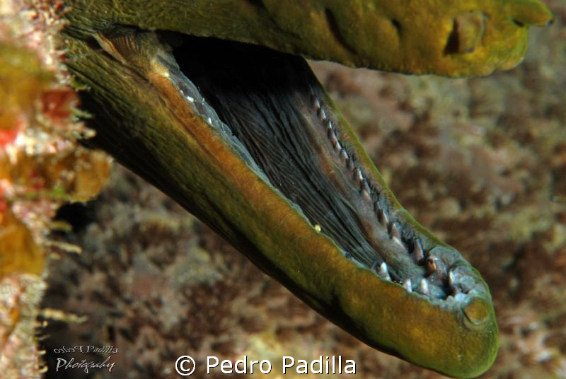 Green Moray Another   Perspetive.
Nikon D80 with 15mm le... by Pedro Padilla 