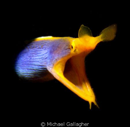 Ribbon eel portrait - shot taken whilst muck diving off T... by Michael Gallagher 