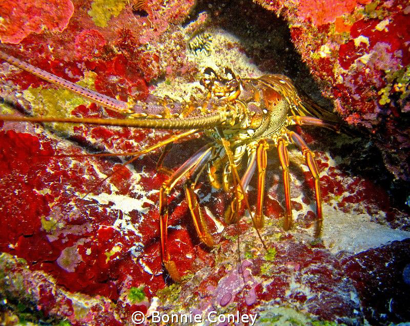 Lobster seen in Grand Cayman.  Photo taken with a Canon S... by Bonnie Conley 