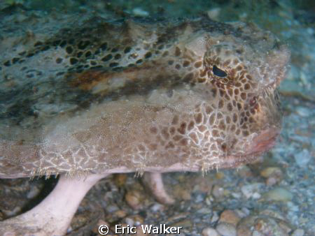 The Bat Fish by Eric Walker 