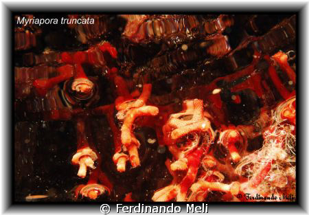 Myriapora truncata whit bubbles of my ARA in underwater c... by Ferdinando Meli 