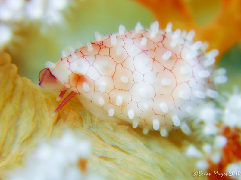 Allied Cowrie (Prionovolva wilsoniana) found on soft cora... by Brian Mayes 
