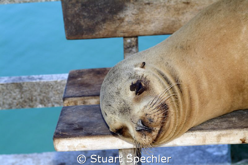 A smiling Galapagos sea lion in his natural habitat - a p... by Stuart Spechler 