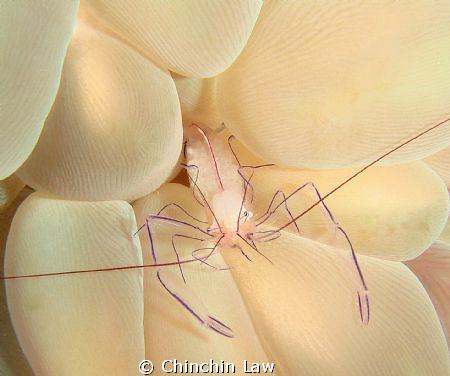 transparent eggy!!! (commensal shrimp) by Chinchin Law 