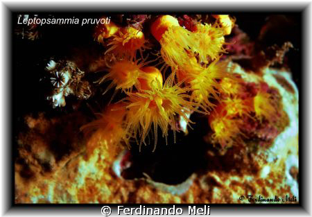 A beautiful Leptopsammia pruvoti in the Mediteranean sea. by Ferdinando Meli 