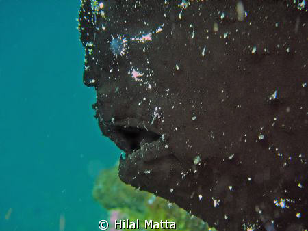 Black Frogfish -  blue eyes ! by Hilal Matta 