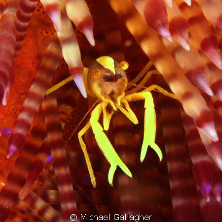 Tiny commensal shrimp on fire urchin, Komodo, Indonesia by Michael Gallagher 