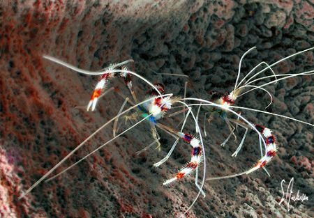 walking tall and who's leading who - Banded Coral Shrimp ... by Steven Anderson 