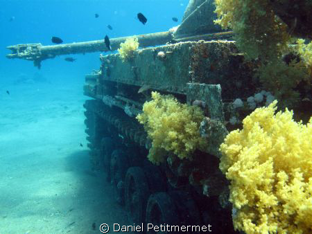 M 42 Duster: easy wreck at 5-6 m deep. Nice luminosity. by Daniel Petitmermet 