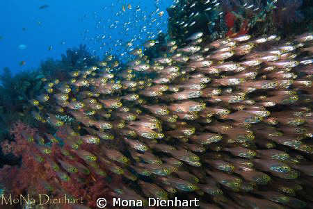 These glassfish can be found around a pinnacle at Coral G... by Mona Dienhart 