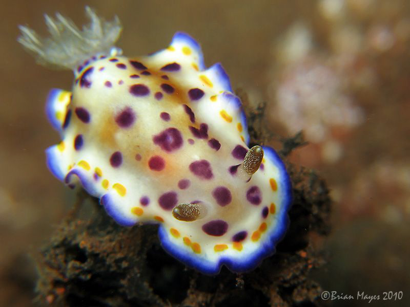 An unrecorded species of Chromodoris by Brian Mayes 