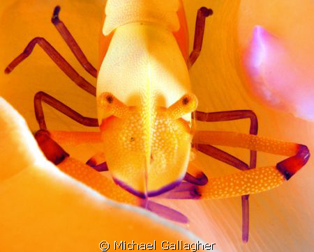 Emperor shrimp sitting up nicely on an orange nudibranch ... by Michael Gallagher 