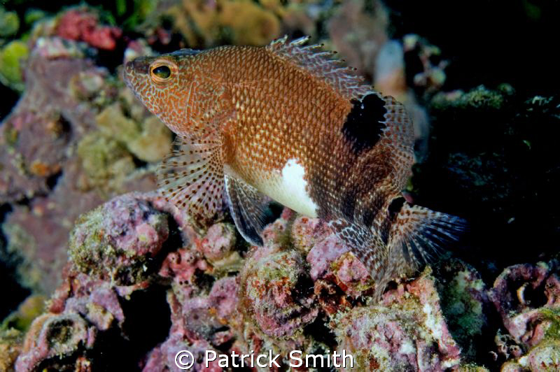 A Belted Sandfish on Mammoth Rock Reef , in the Gulf of M... by Patrick Smith 