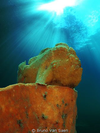 Frogfish posing on his sponge. by Bruno Van Saen 
