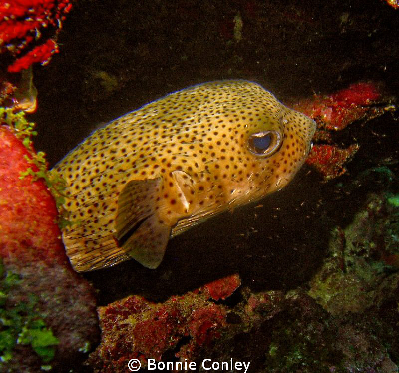 Porcupinefish seen in Grand Cayman August 2010.  Photo ta... by Bonnie Conley 