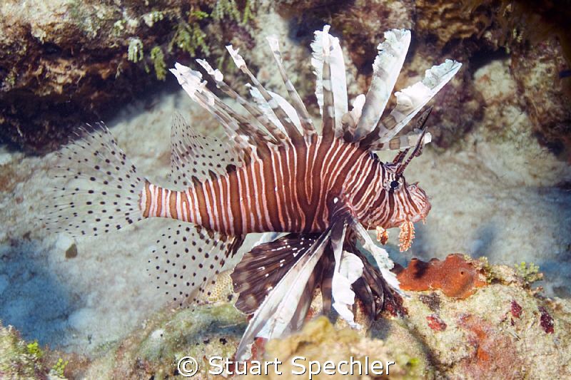 A beautiful invader.  We dived in Turks 3 years ago and d... by Stuart Spechler 