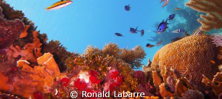 Underwater seascape on the West Bay reef wall, Roatan, Ho... by Ronald Labarre 