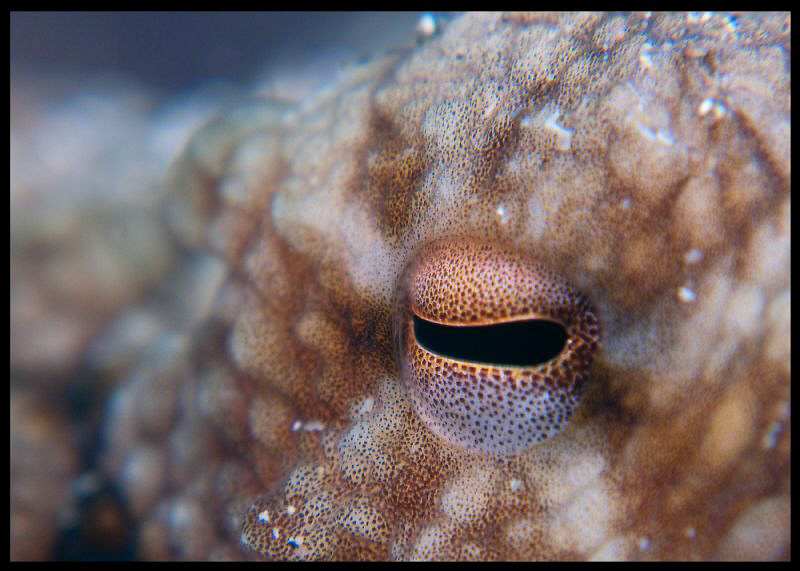 The eye of the beholder, octopus that is. by Juan Torres 